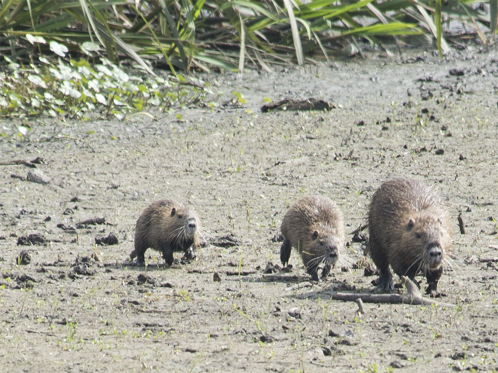 Capybara or pig dogs or something