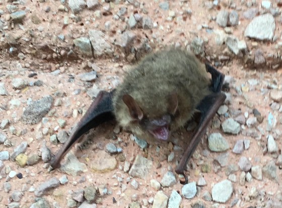 Little brown bat