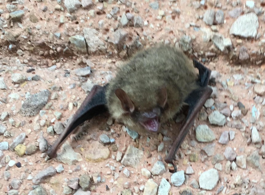 Little brown bat